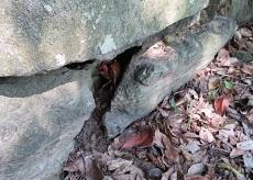 石垣の隙間に赤いカニが隠れている